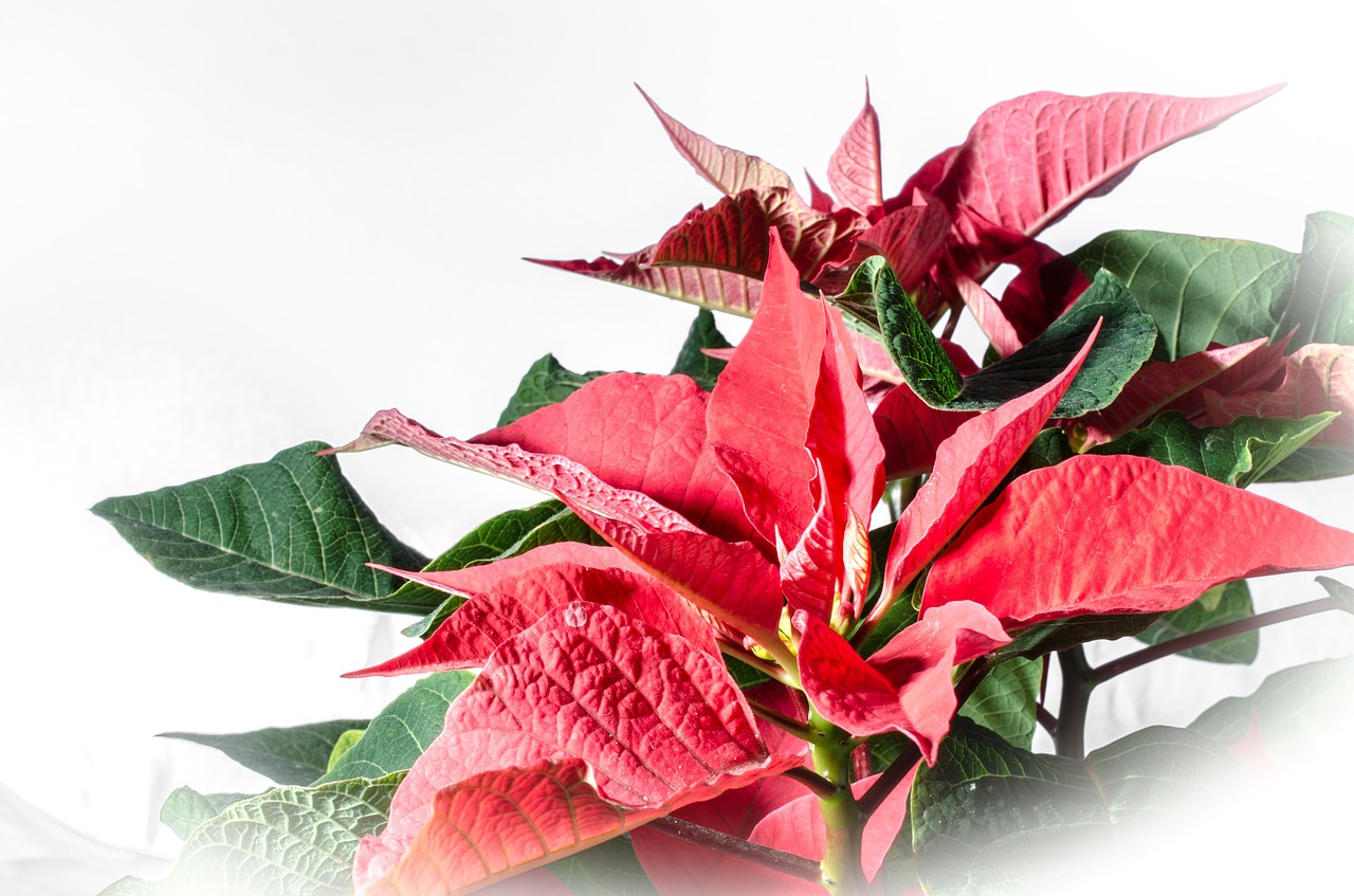 Poinsettia, Raudonas Lapas, Adventas, Žiemos Gėlė, Nemokamos Nuotraukos,  Nemokama Licenzija