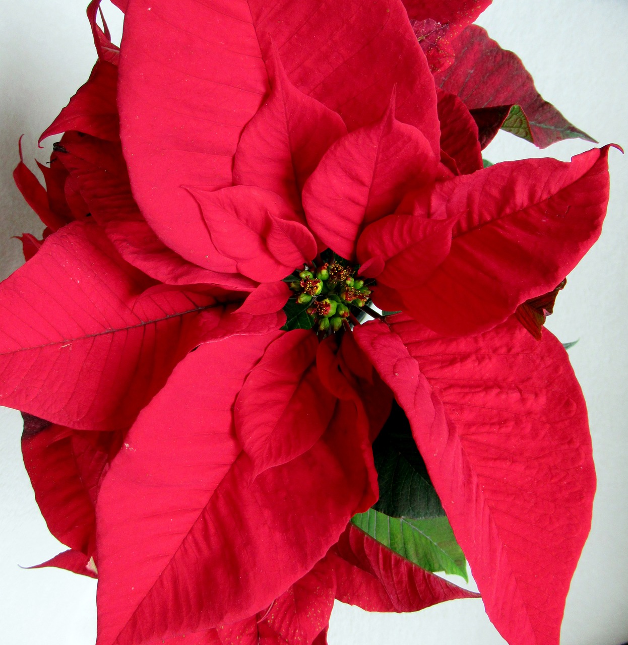 Poinsettia, Raudona, Gėlė, Nemokamos Nuotraukos,  Nemokama Licenzija