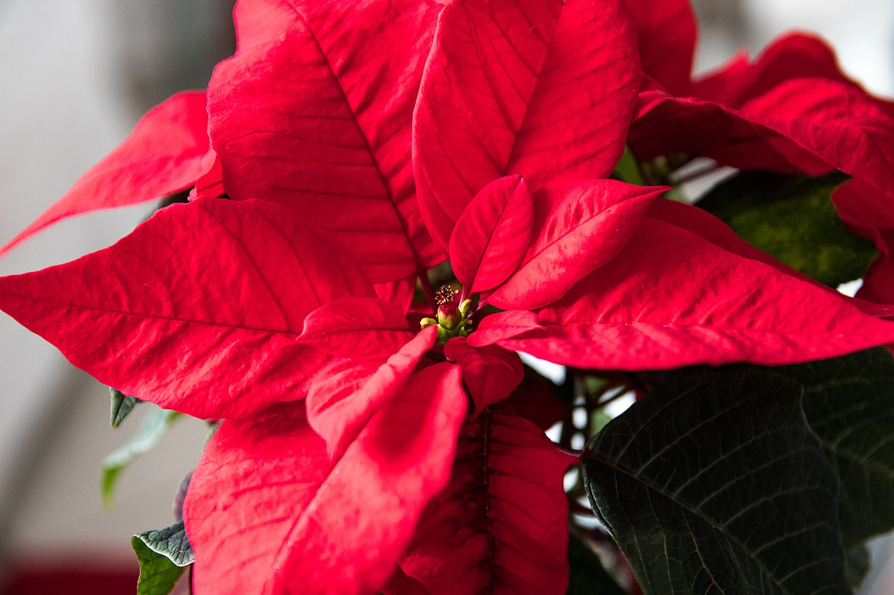 Poinsettia, Augalas, Raudona Gėlė, Kalėdos, Nemokamos Nuotraukos,  Nemokama Licenzija