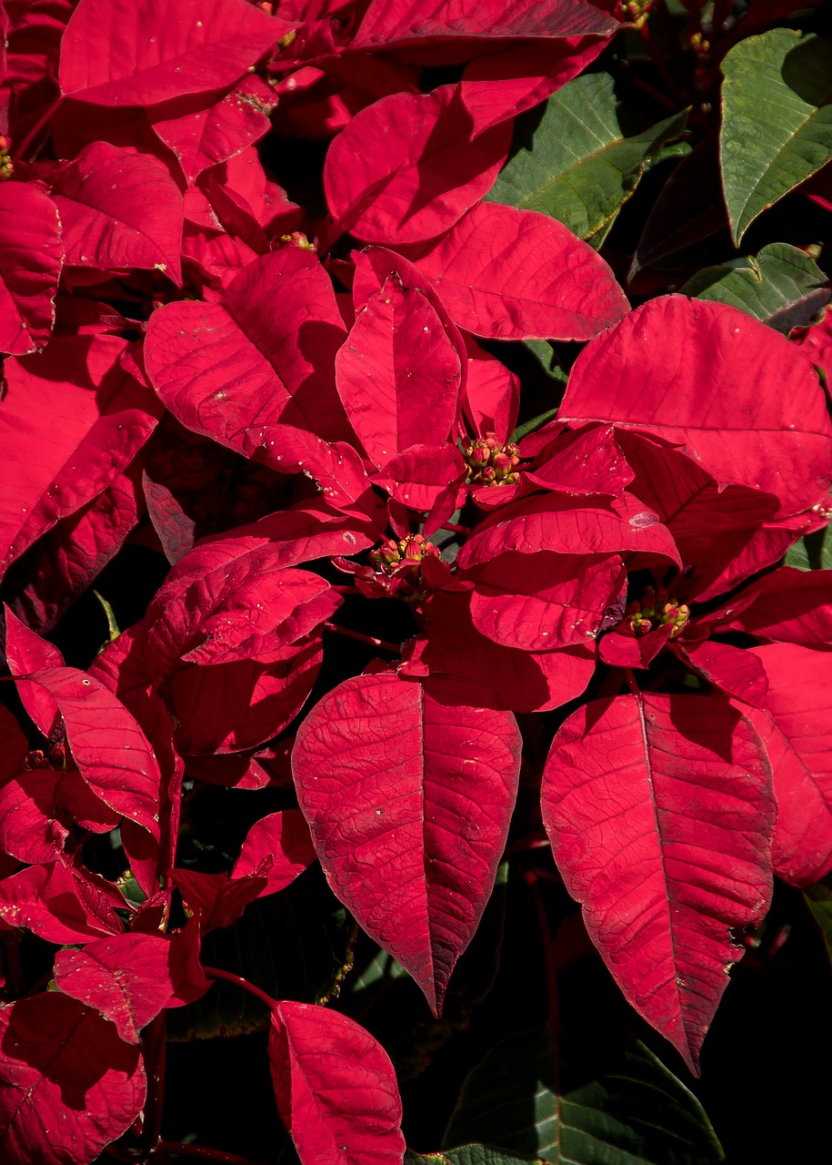 Poinsettia,  Lapai,  Gėlės,  Raudona,  Šviesus,  Kalėdos, Nemokamos Nuotraukos,  Nemokama Licenzija