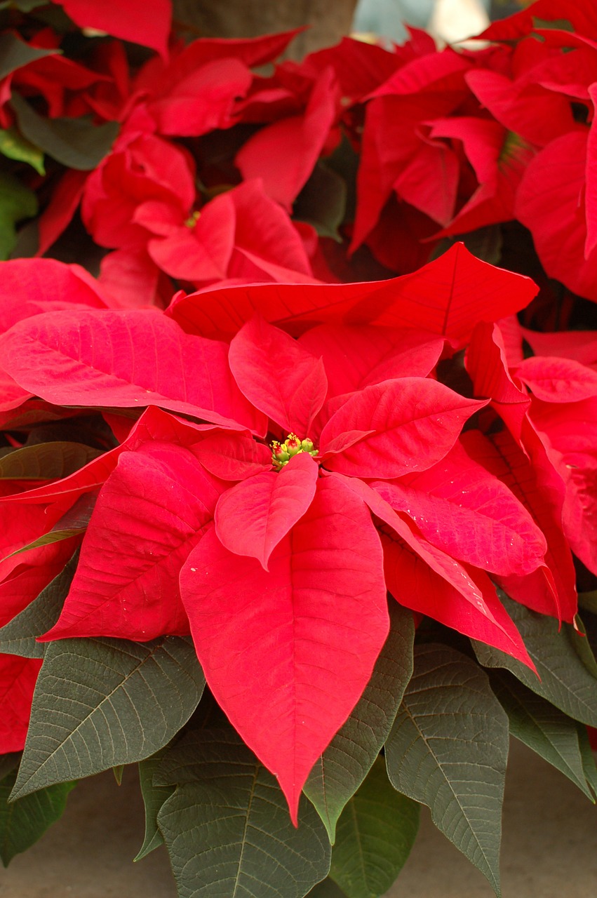 Poinsettia, Gėlės, Raudona, Kalėdos, Šventė, Augalas, Sezonas, Nemokamos Nuotraukos,  Nemokama Licenzija