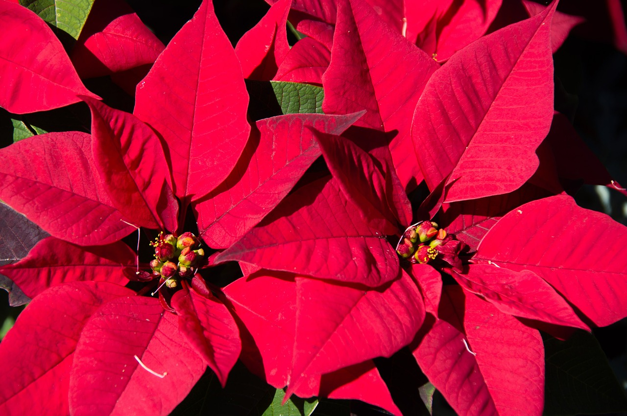 Poinsettia, Lapai, Gėlės, Raudona, Šviesus, Kalėdos, Nemokamos Nuotraukos,  Nemokama Licenzija