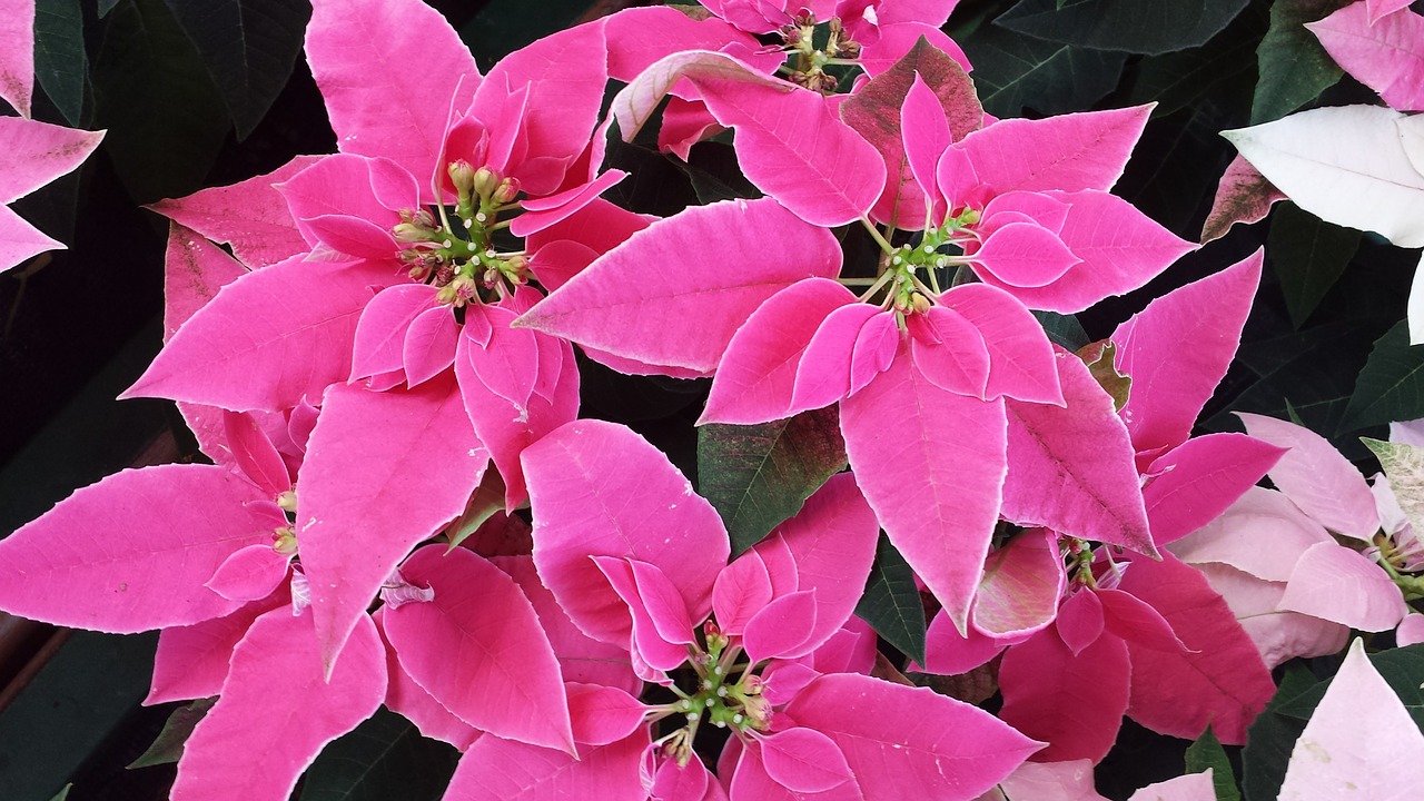 Poinsettia, Rožinis, Augalas, Kalėdos, Gėlė, Nemokamos Nuotraukos,  Nemokama Licenzija