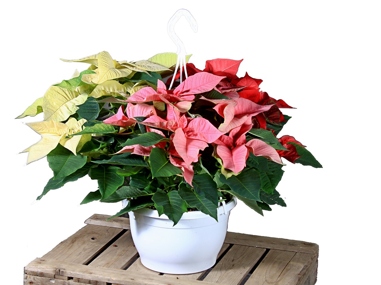 Poinsettia, Raudona, Balta, Gėlė, Kalėdos, Šviesoforo Gamykla, Nemokamos Nuotraukos,  Nemokama Licenzija