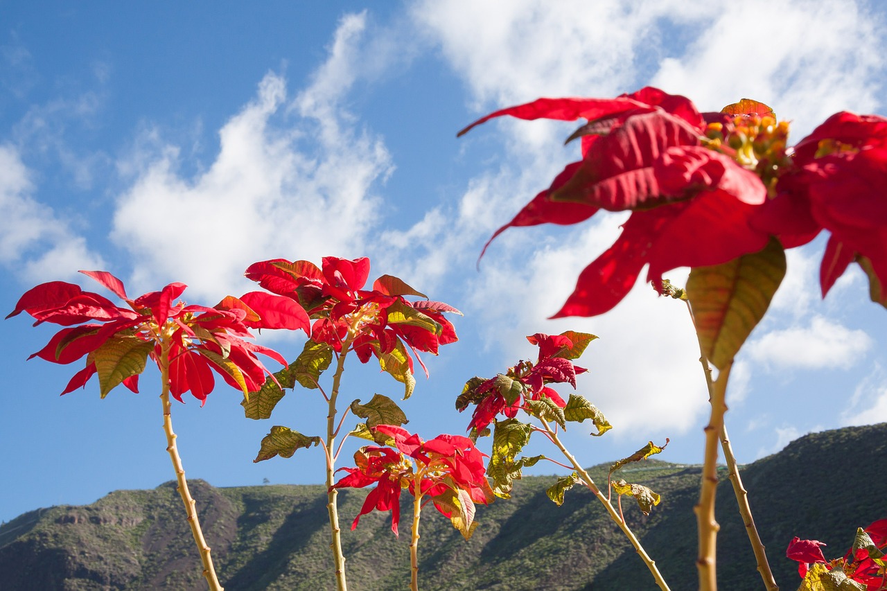 Poinsettia, Euphorbija, Pulcherrima, Adventsstern, Kalėdų Žvaigždė, Žydintis Augalas, Spurge, Spurge Šeimos, Euphorbiaceae, Kalėdos