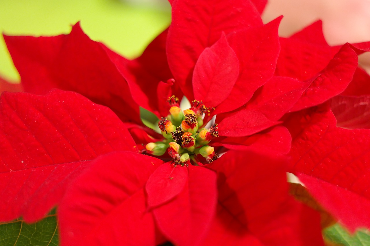 Poinsettia, Gėlė, Žiedas, Žydėti, Raudona, Euphorbia Pulcherrima, Makro, Nemokamos Nuotraukos,  Nemokama Licenzija