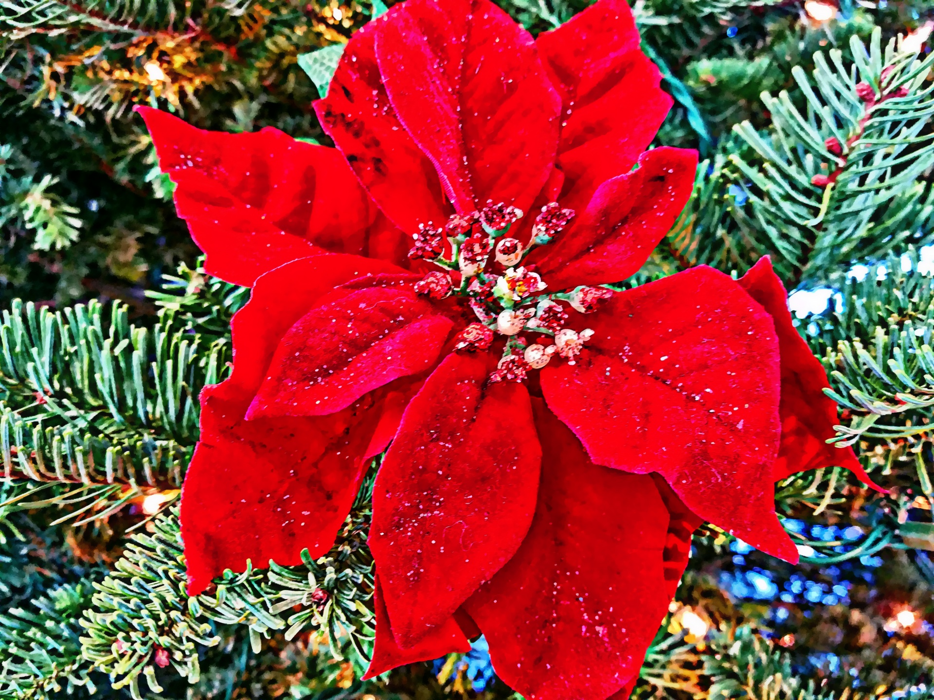 Poinsettia,  Gėlė,  Kalėdos & Nbsp,  Medis,  Medis,  Šventė,  Raudona,  Dekoracijos,  Puokštė Riešutė Gėlė, Nemokamos Nuotraukos