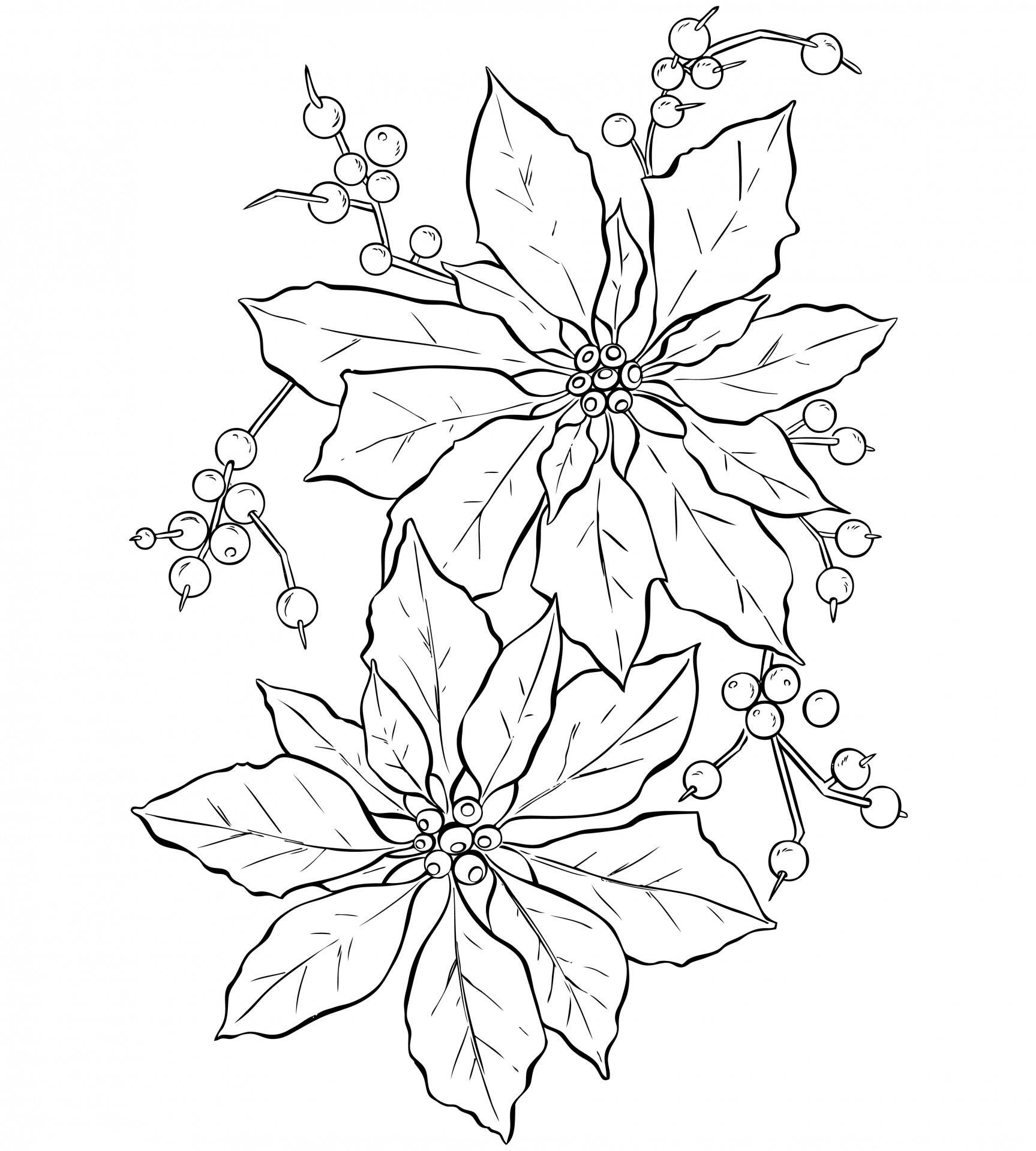 Poinsettia,  Gėlė,  Kalėdos,  Kalėdos & Nbsp,  Gėlė,  Line & Nbsp,  Menas,  Lineart,  Dažymas & Nbsp,  Puslapis