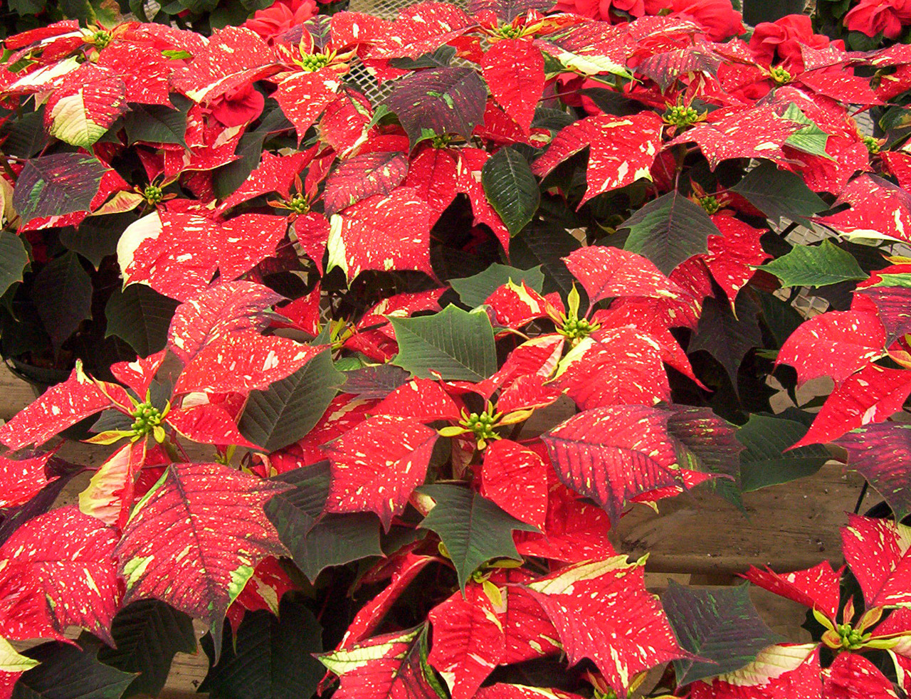 Poinsettias,  Gėlės,  Kalėdos,  Xmas,  Poinsettias, Nemokamos Nuotraukos,  Nemokama Licenzija