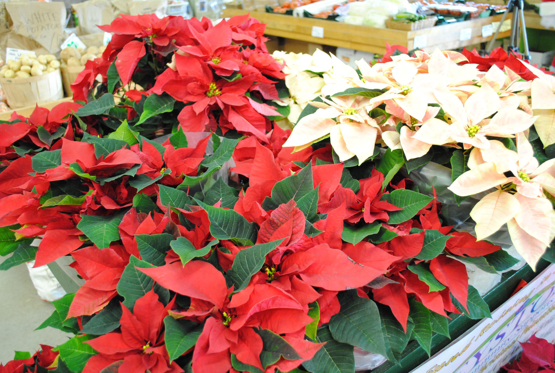 Kalėdos,  Poinsettias,  Poinsettias, Nemokamos Nuotraukos,  Nemokama Licenzija