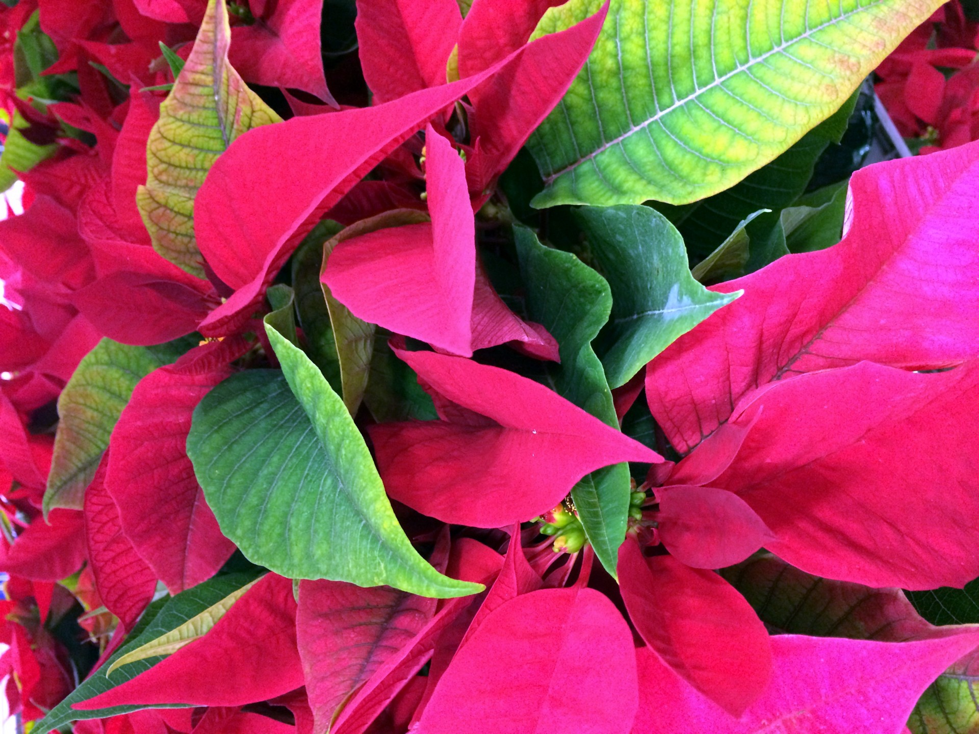 Poinsettias,  Gėlės,  Laidotuves,  Poinsettias, Nemokamos Nuotraukos,  Nemokama Licenzija