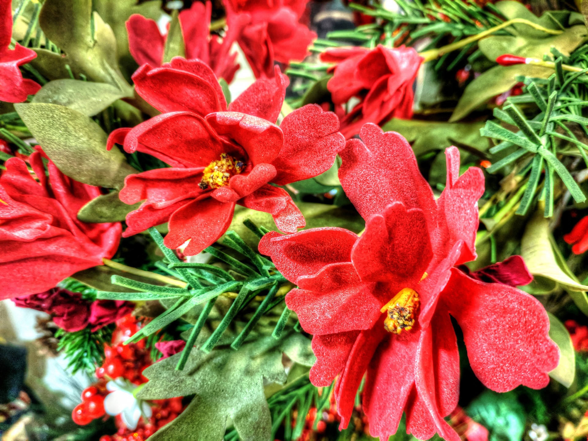 Poinsettias,  Šventė,  Gėlė,  Gėlės,  Raudona,  Xmas,  Kalėdos,  Sezoninis,  Poinsettias, Nemokamos Nuotraukos