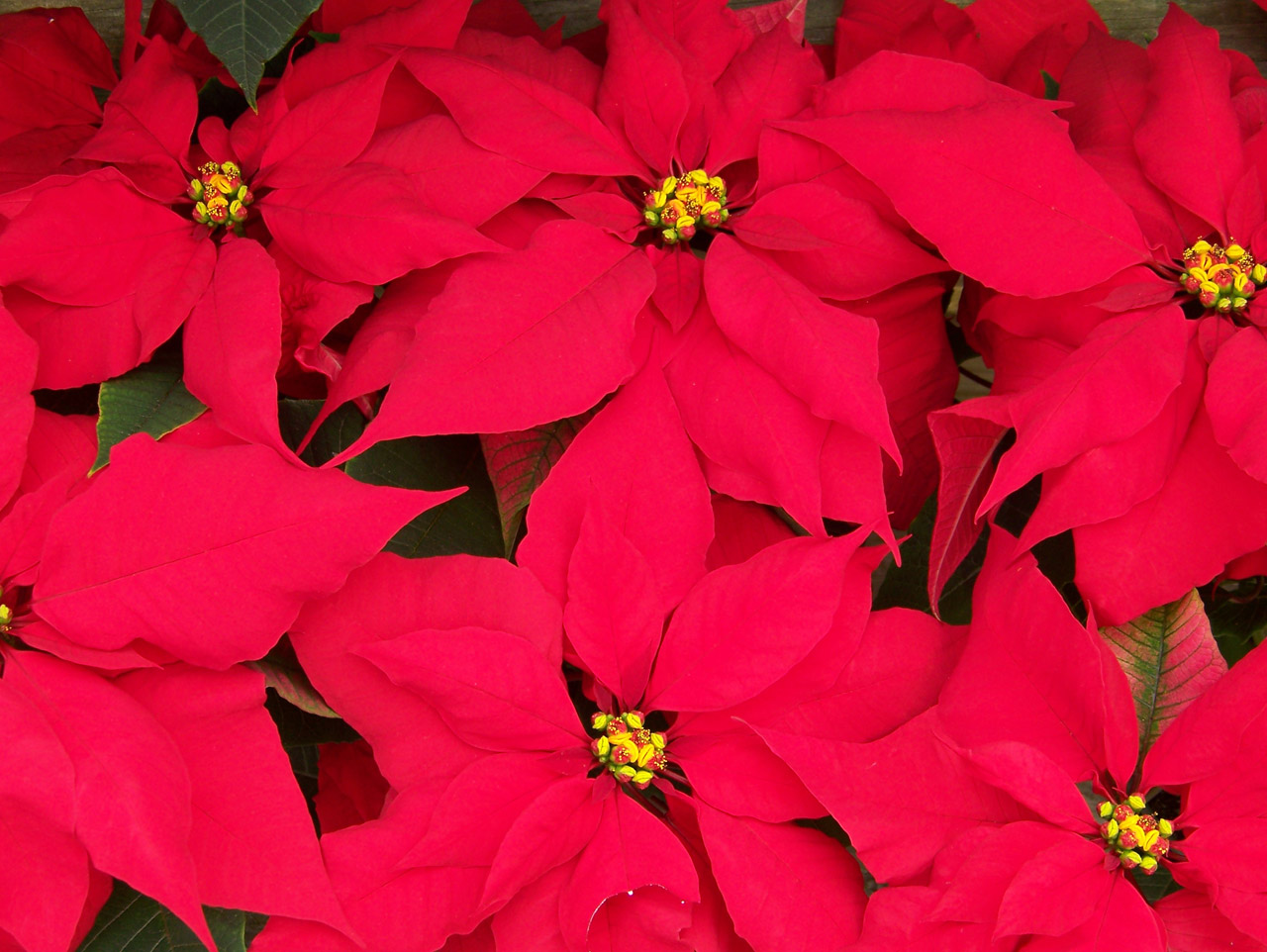 Poinsettias,  Gėlės,  Kalėdos,  Xmas,  Poinsettias, Nemokamos Nuotraukos,  Nemokama Licenzija