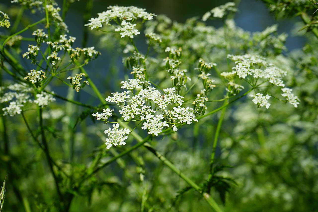 Smailas-Chervilas, Gėlės, Balta, Anthriscus Sylvestris, Chaerophyllum Sylvestre, Karvės Petražolės, Laukinis Temulas, Chervilas, Anthriscus, Umbelliferae