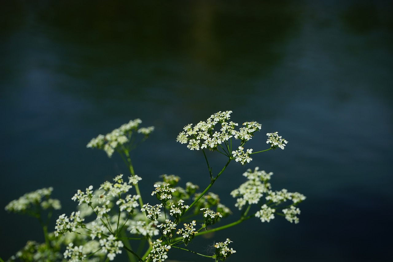 Smailas-Chervilas, Gėlės, Balta, Anthriscus Sylvestris, Chaerophyllum Sylvestre, Karvės Petražolės, Laukinis Temulas, Chervilas, Anthriscus, Umbelliferae