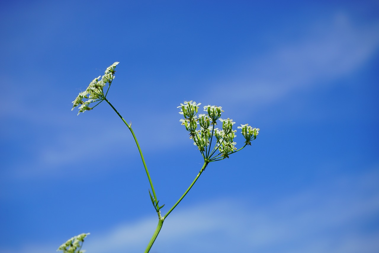 Smailas-Chervilas, Žiedynas, Gėlės, Balta, Anthriscus Sylvestris, Chaerophyllum Sylvestre, Karvės Petražolės, Laukinis Temulas, Chervilas, Anthriscus