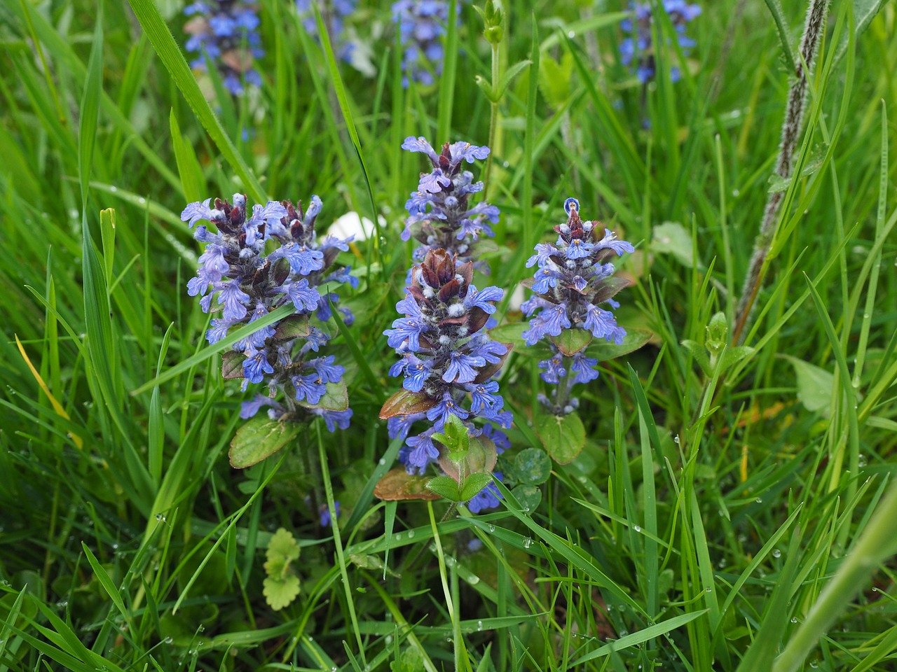 Aštraus Gėlė, Ajuga Günsel, Ajuga Reptans, Bugle, Ajuga, Lamiaceae, Gėlės, Žiedynas, Mėlynas, Pieva