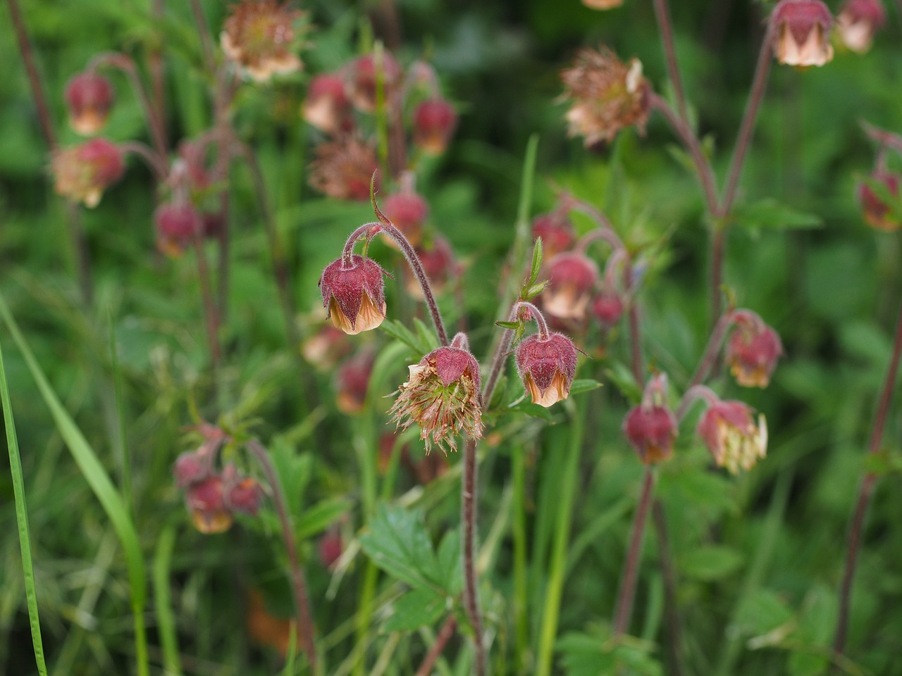 Aštraus Gėlė, Avens, Geum Rivale, Geum, Rožių Šiltnamius, Rosaceae, Žiedynas, Gėlės, Raudona, Saldus