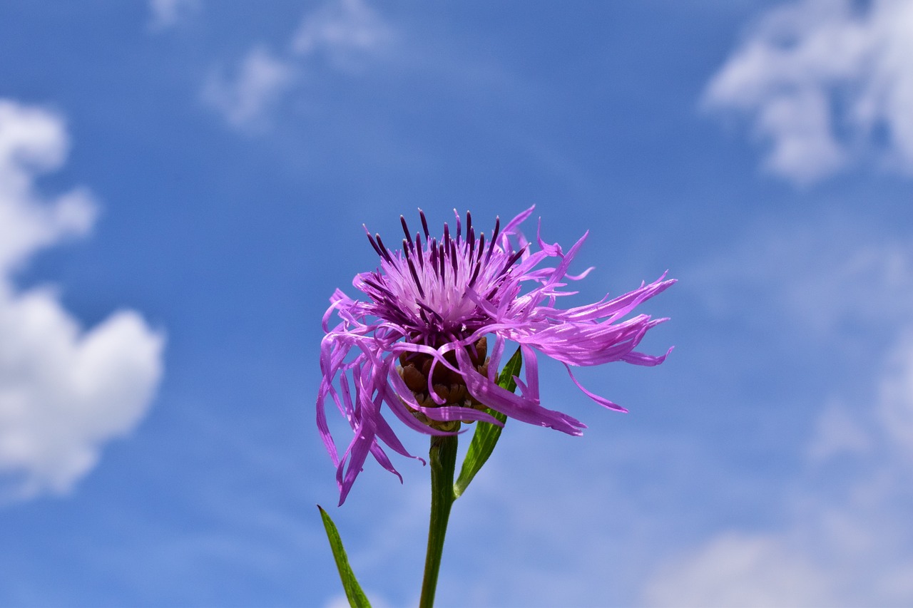 Knapweed, Centaurea Jacea, Turėjo Knapweed, Aštraus Gėlė, Vėjas, Debesys, Dangus, Violetinė, Mėlynas, Uždaryti