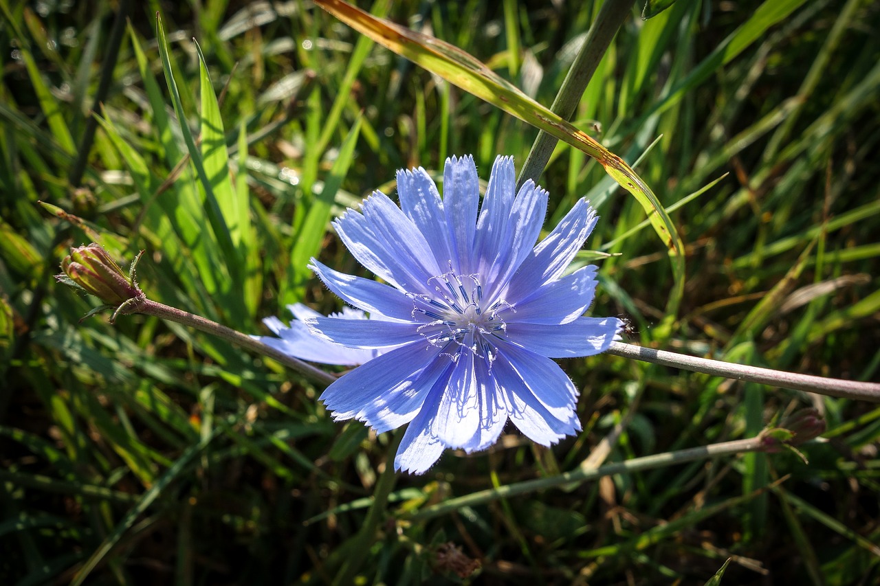 Smailu Gėlių,  Gėlė,  Žiedas,  Žydi,  Žydi,  Makro,  Mėlyna,  Laukinių Gėlių,  Meadow,  Augalų