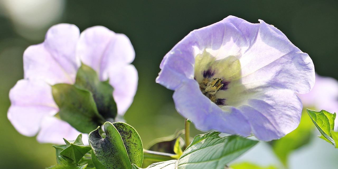 Nuodingoji Uoga, Mėlyna Žibinto Gėlė, Nicandra Fizzodeliai, Nachtschattengewächs, Toksiškas, Gėlė, Augalas, Mėlynas, Gamta, Žiedas