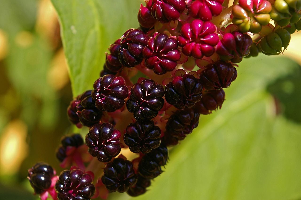 Pokeweed, Uogos, Sodas, Toksiškas, Krūmas, Žalias, Lapai, Gamta, Augalas, Nesubrendusio