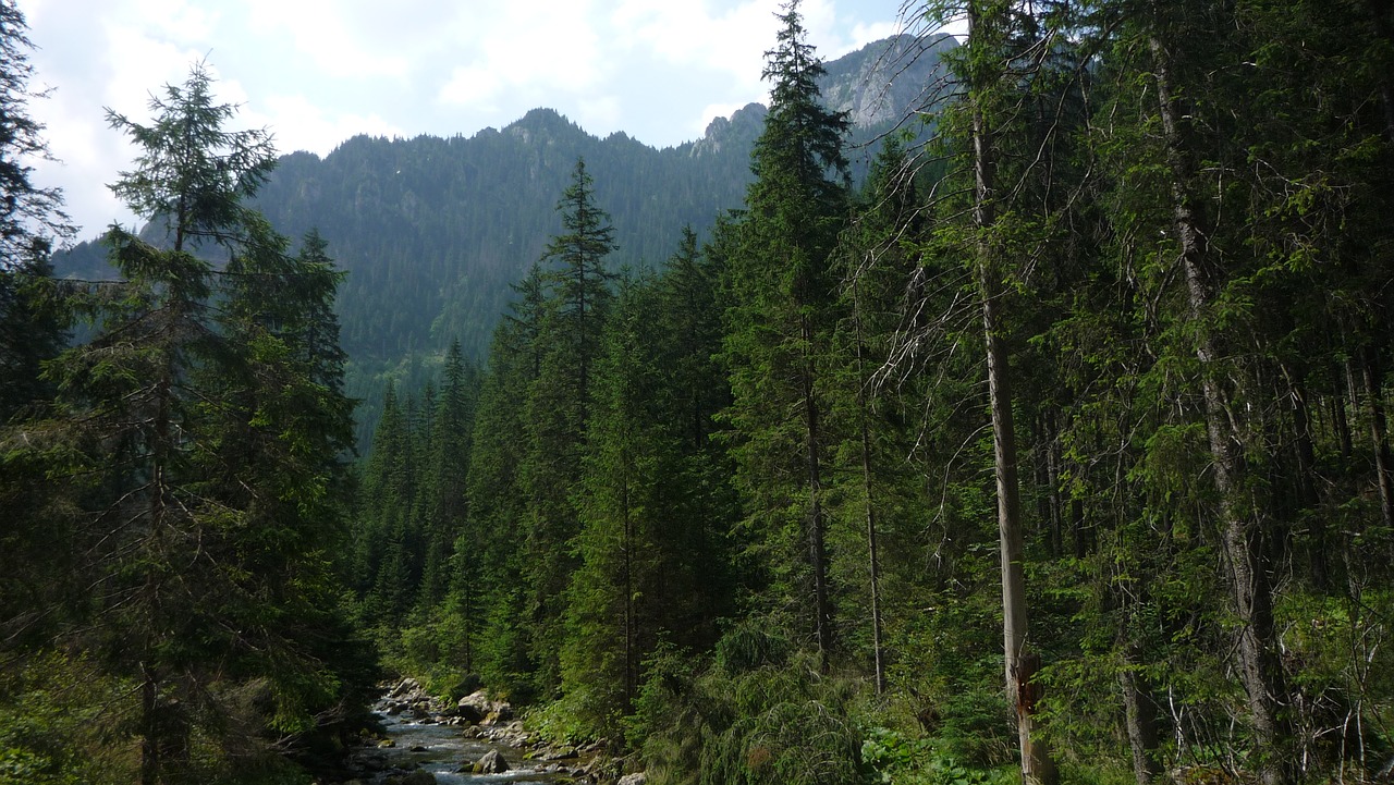 Lenkija,  Tatry,  Kalnai,  Kraštovaizdis,  Pobūdį,  Nacionalinis Parkas,  Turizmas,  Lakas Tatrai,  Panorama,  Pėsčiųjų Takai