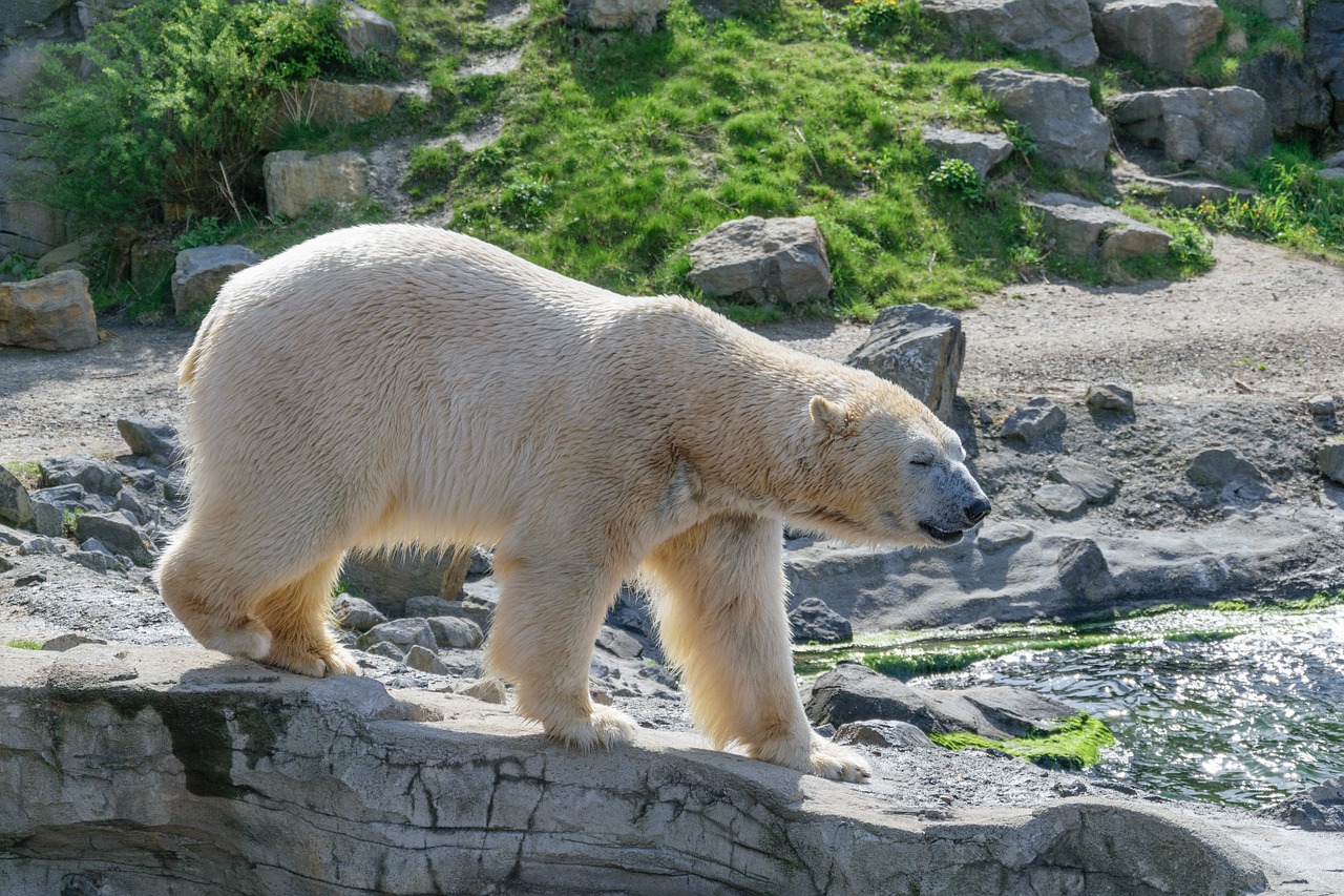 Baltoji Meška, Zoologijos Sodas, Baltas Lokys, Plėšrūnas, Kailis, Nemokamos Nuotraukos,  Nemokama Licenzija