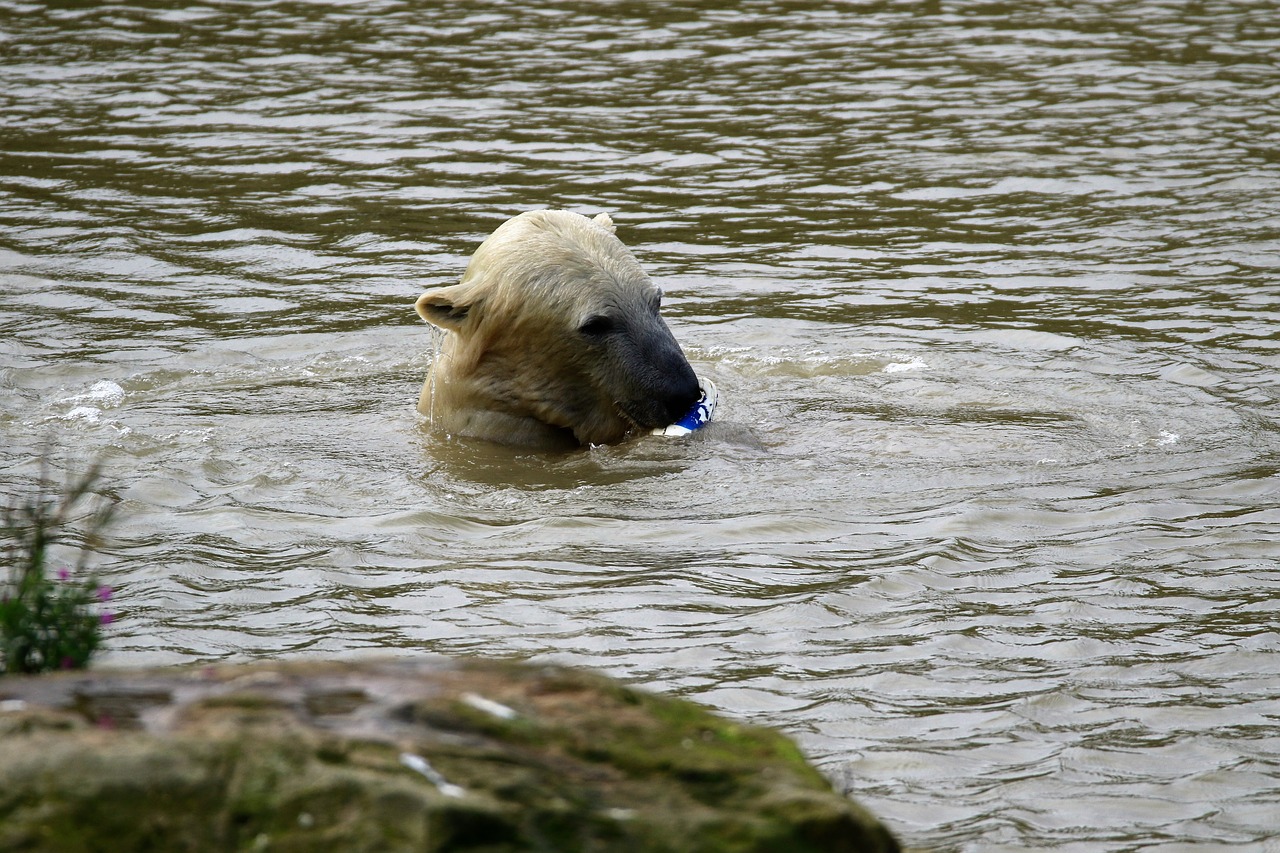 Baltoji Meška, Balta, Turėti, Polar, Žinduolis, Gyvūnas, Laukinė Gamta, Arktinė, Gamta, Laukiniai