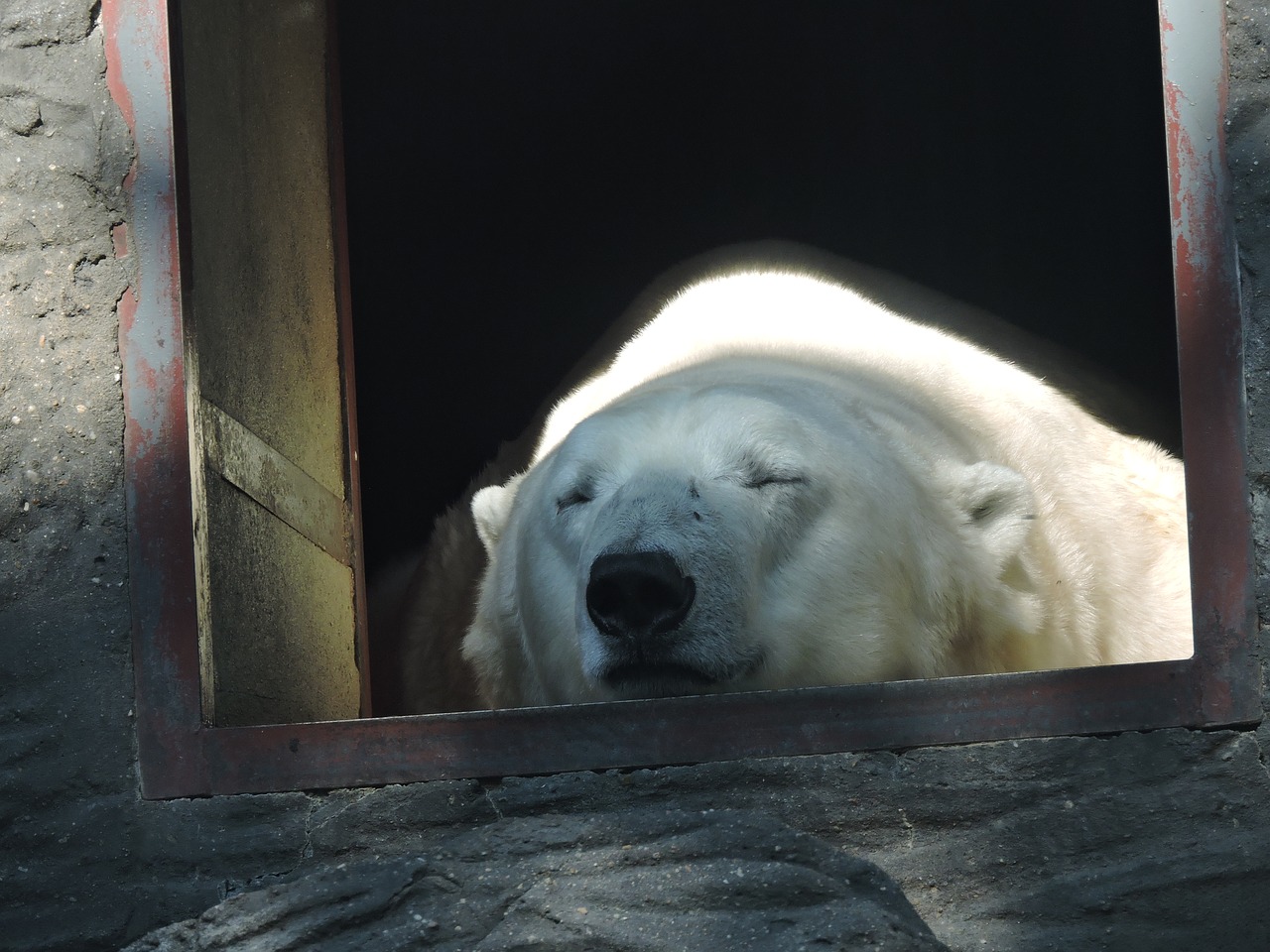 Baltoji Meška, Zoologijos Sodas, Prague Zoo, Gyvūnas, Poilsis, Nemokamos Nuotraukos,  Nemokama Licenzija