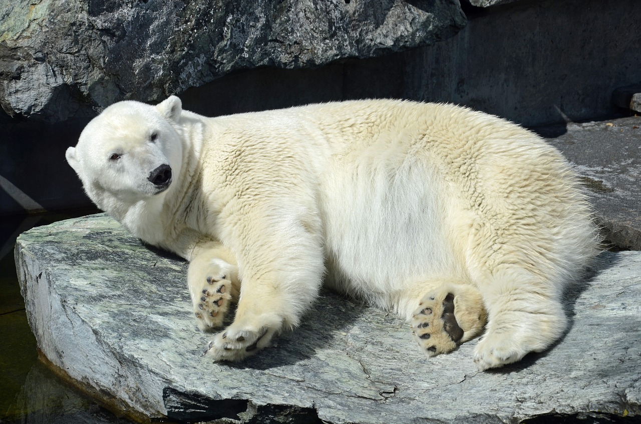 Baltoji Meška, Zoologijos Sodas, Baltas Lokys, Gyvūnas, Štutgartas, Nemokamos Nuotraukos,  Nemokama Licenzija