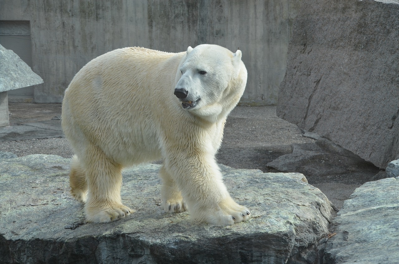 Baltoji Meška, Zoologijos Sodas, Turėti, Balta, Baltas Lokys, Plėšrūnas, Nemokamos Nuotraukos,  Nemokama Licenzija