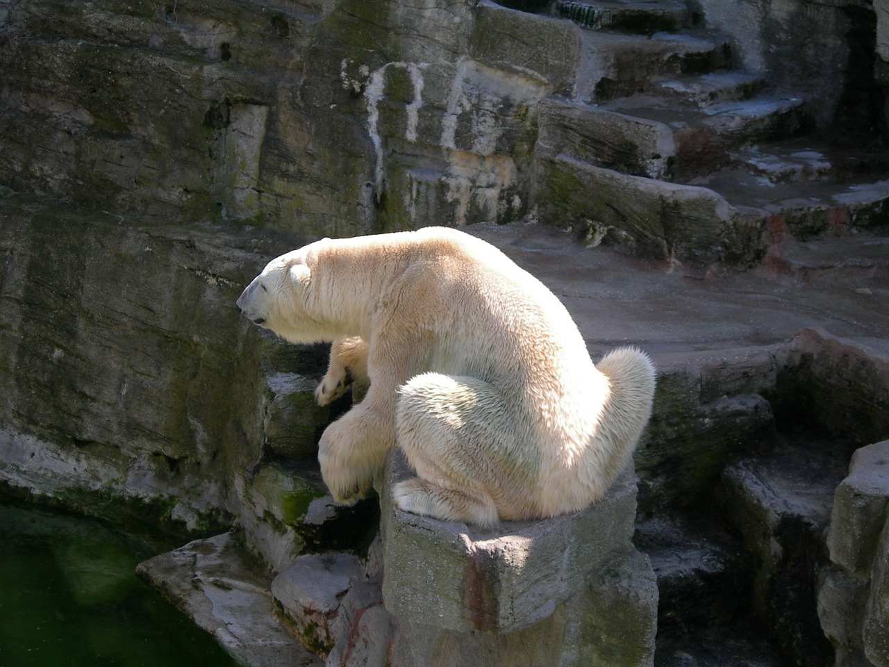 Baltoji Meška, Turėti, Gyvūnų Pasaulis, Saldus, Neša, Zoologijos Sodas, Poilsis, Gyvūnas, Teddy, Meilė