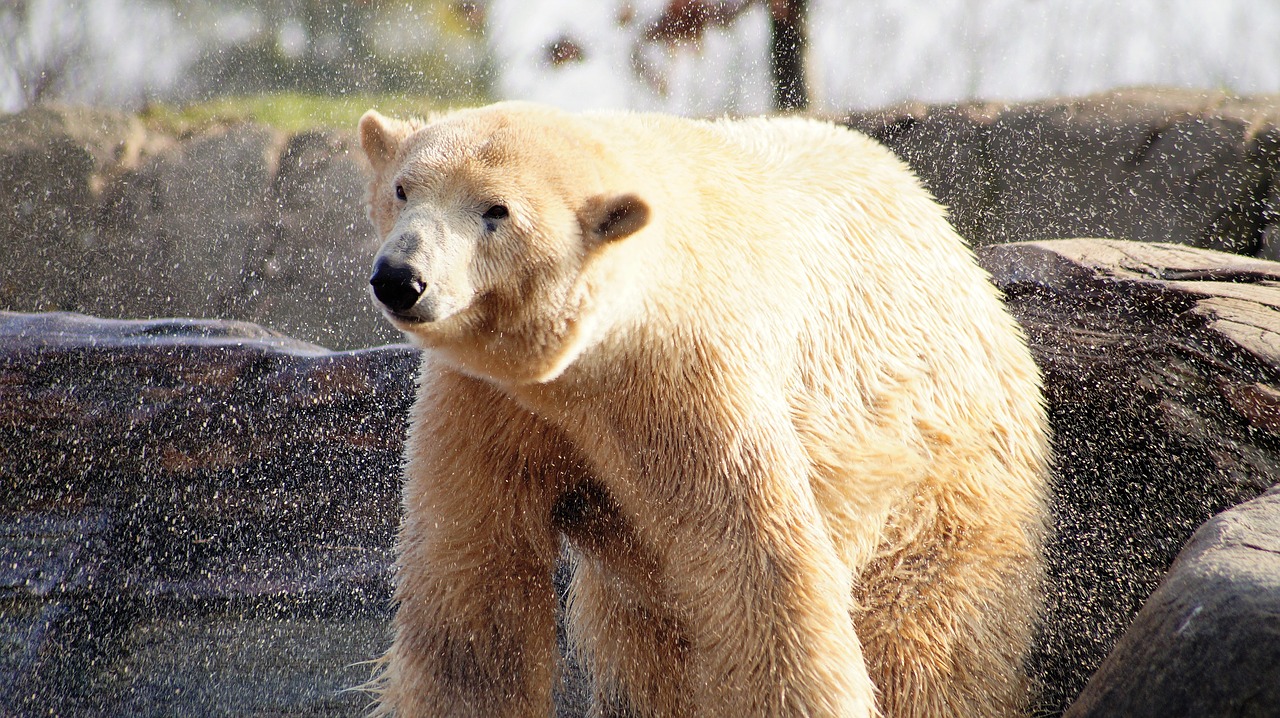 Baltoji Meška, Gyvūnas, Laukiniai, Zoologijos Sodas, Pavasaris, Gyvūnai, Žinduolis, Gamta, Nemokamos Nuotraukos,  Nemokama Licenzija