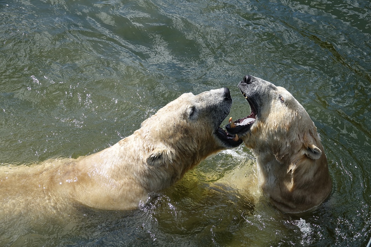 Baltoji Meška, Vanduo, Gamta, Gyvūnas, Zoologijos Sodas, Nemokamos Nuotraukos,  Nemokama Licenzija