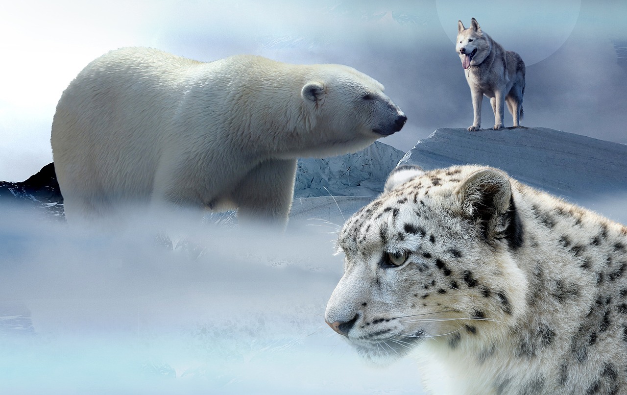 Baltoji Meška, Husky, Leopardas, Ledas, Kalnai, Sniegas, Vilkas, Sniego Leopardas, Šuo, Egzotiškas
