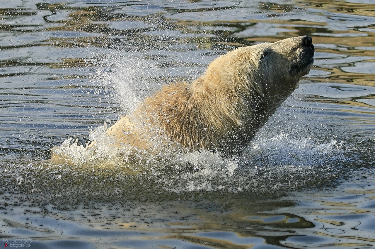 Baltoji Meška, Turėti, Zoologijos Sodas, Nemokamos Nuotraukos,  Nemokama Licenzija