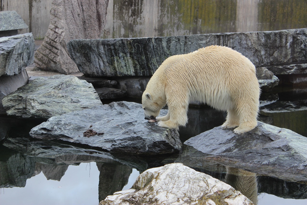 Baltoji Meška, Turėti, Zoologijos Sodas, Gyvūnas, Nemokamos Nuotraukos,  Nemokama Licenzija