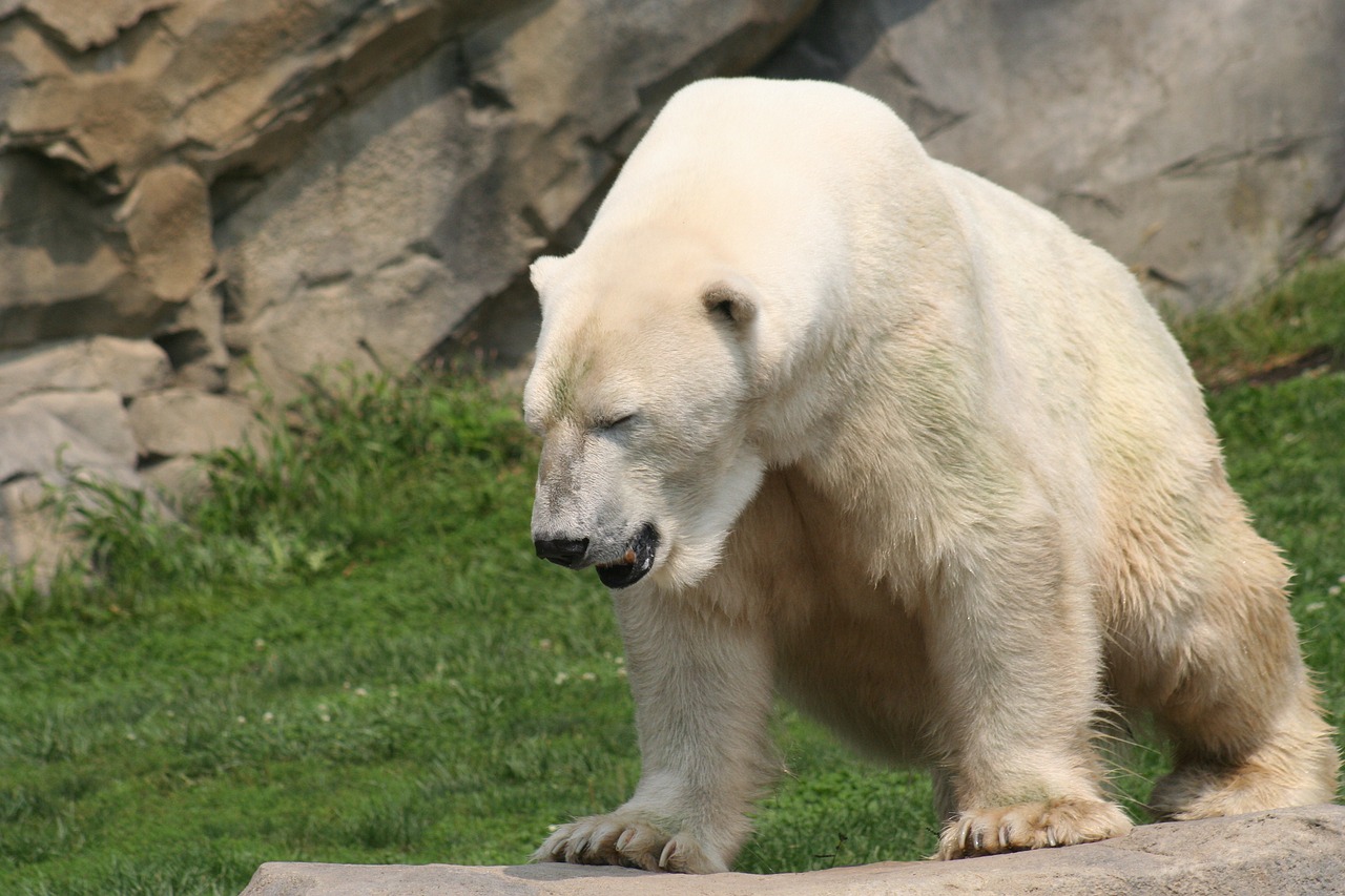 Baltoji Meška, Zoologijos Sodas, Gyvūnas, Nemokamos Nuotraukos,  Nemokama Licenzija