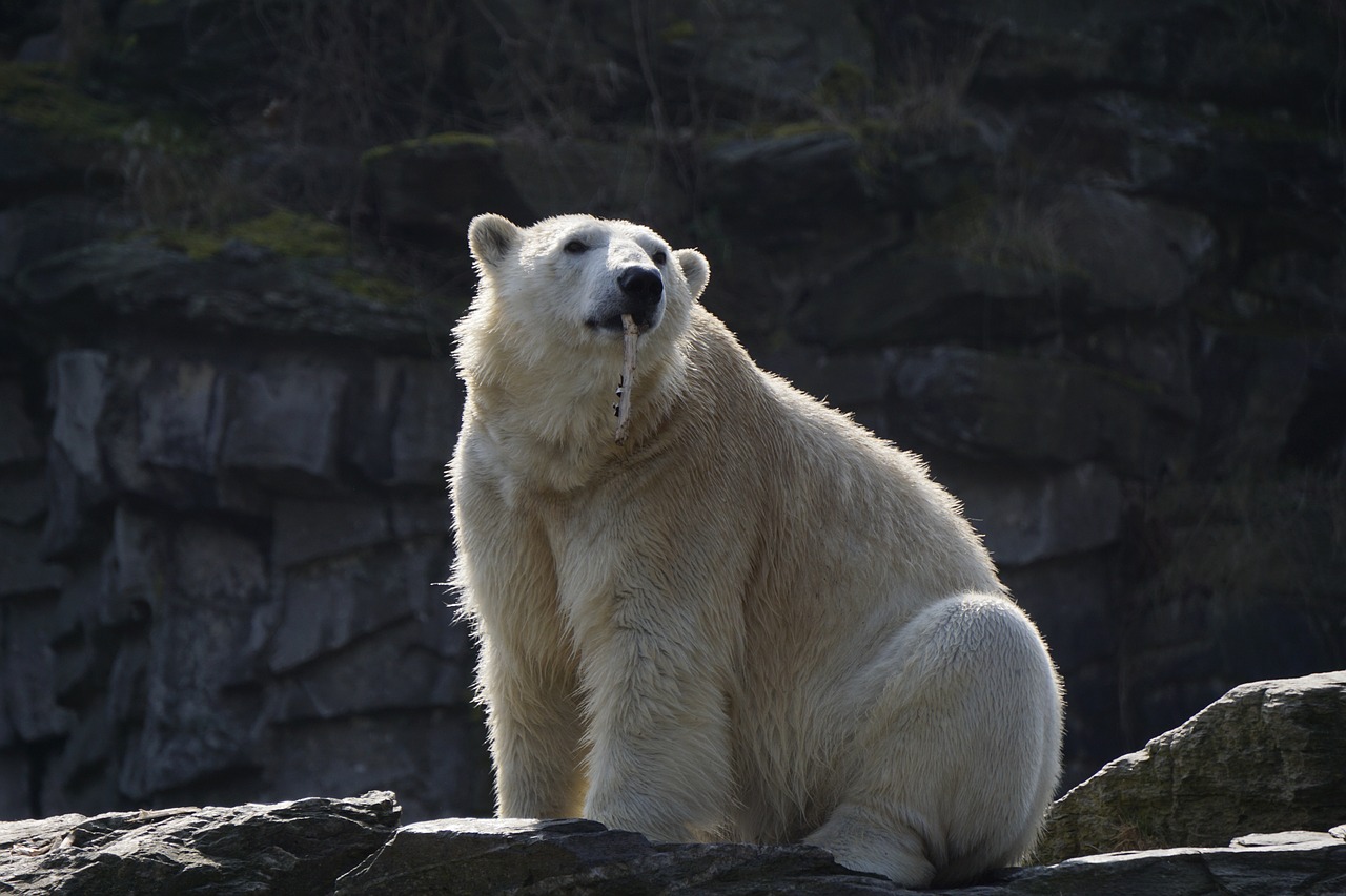 Baltoji Meška,  Žinduolis,  Gyvūnų Pasaulis,  Gamta,  Ledinis,  Polar,  Zoologijos Sodas,  Südulis,  Antarctica,  Be Honoraro Mokesčio