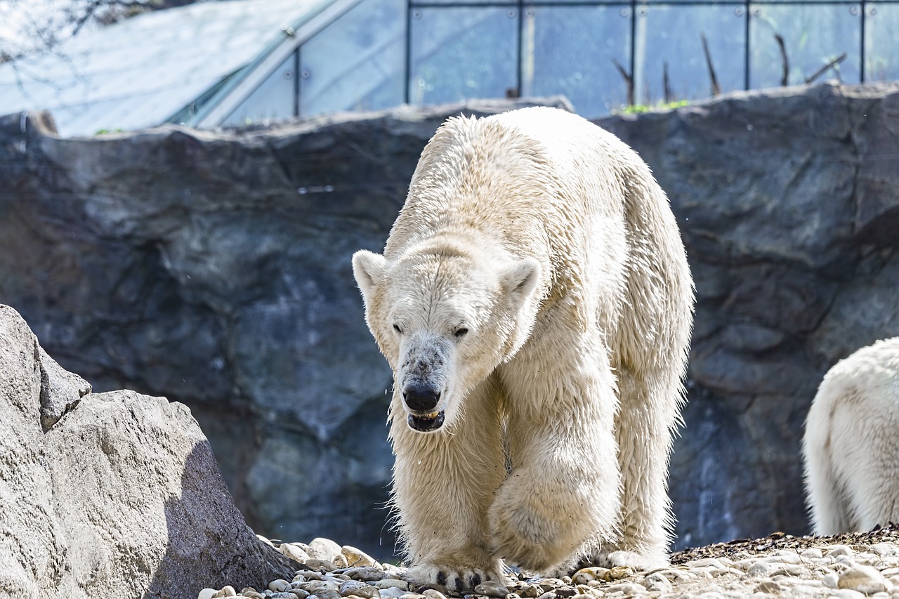 Baltoji Meška,  Turėti,  Gyvūnas,  Baltos Spalvos,  Gyvūnijos Pasaulyje,  Žinduolis,  Arctic,  Predator,  Pobūdį,  Zoo