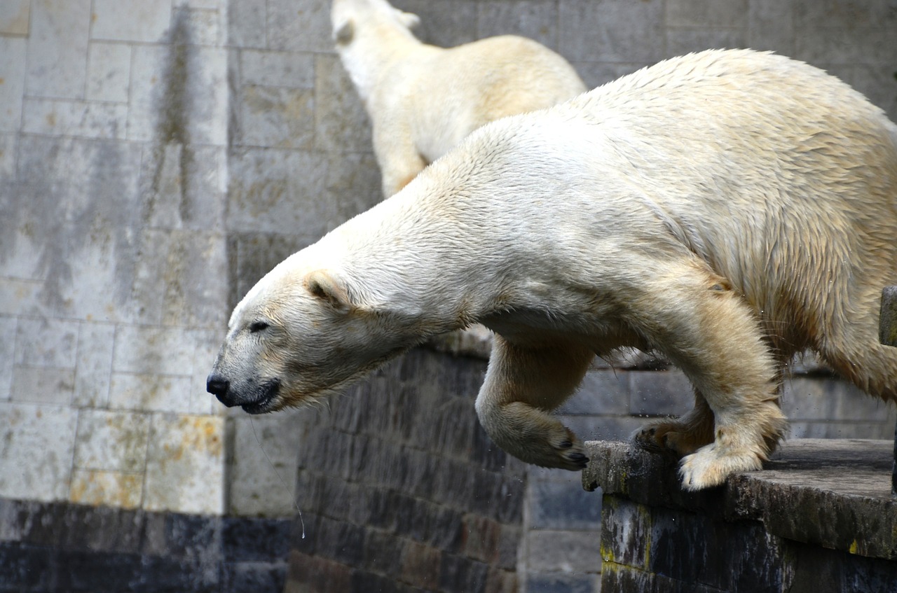 Baltoji Meška, Šokinėti, Ursus Maritimus, Plėšrūnas, Turėti, Ursidae, Nemokamos Nuotraukos,  Nemokama Licenzija