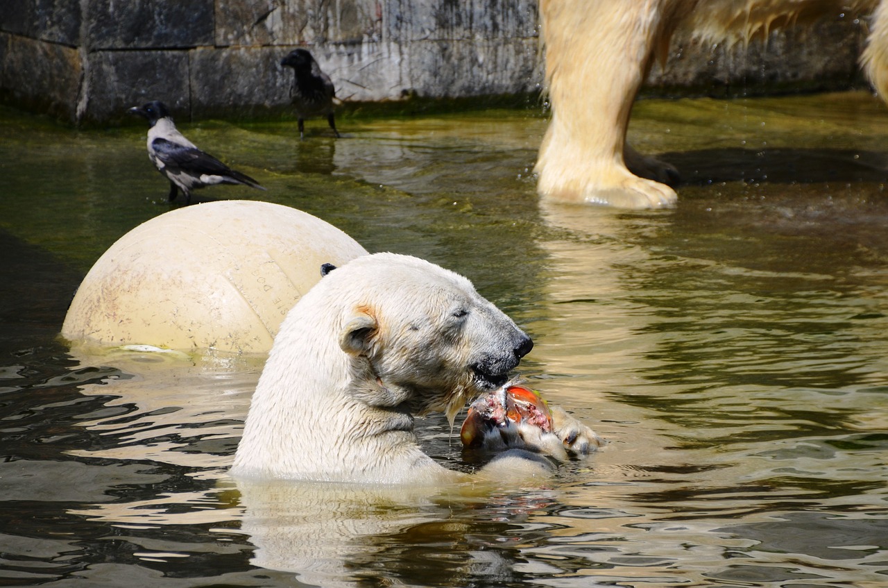 Baltoji Meška, Plaukti, Vanduo, Ursus Maritimus, Plėšrūnas, Turėti, Ursidae, Nemokamos Nuotraukos,  Nemokama Licenzija