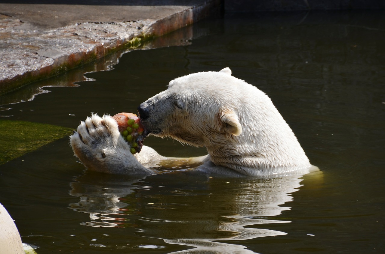 Baltoji Meška, Valgyti, Vanduo, Ursus Maritimus, Plėšrūnas, Turėti, Ursidae, Nemokamos Nuotraukos,  Nemokama Licenzija