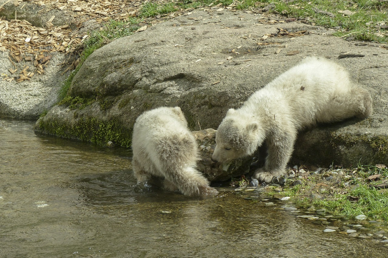 Baltoji Meška, Cubs, Gyvūnas, Žinduolis, Gamta, Laukinė Gamta, Arktinė, Plėšrūnas, Lauke, Nykstantis