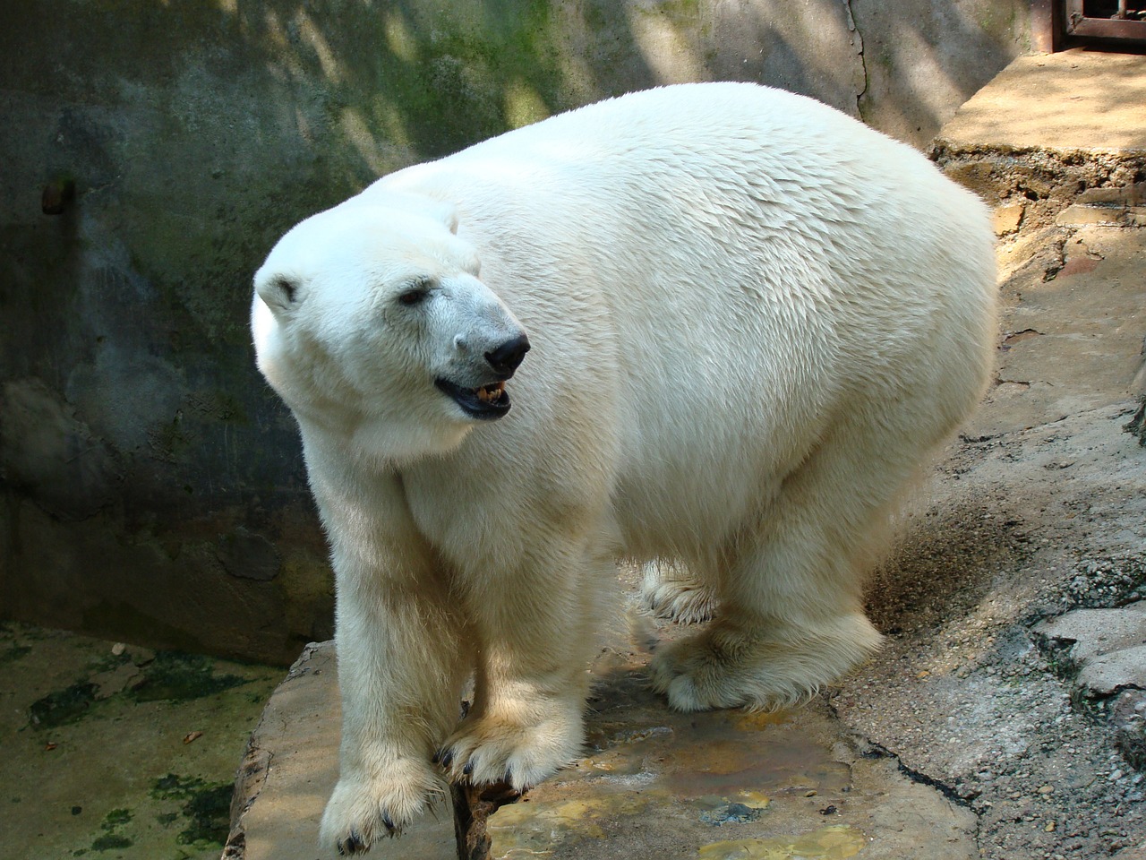 Baltoji Meška,  Zoologijos Sodas,  Laukinė Gamta,  Gamta,  Gyvūnas,  Kailis,  Plėšrūnas,  Mėsėdis,  Lauke, Nemokamos Nuotraukos