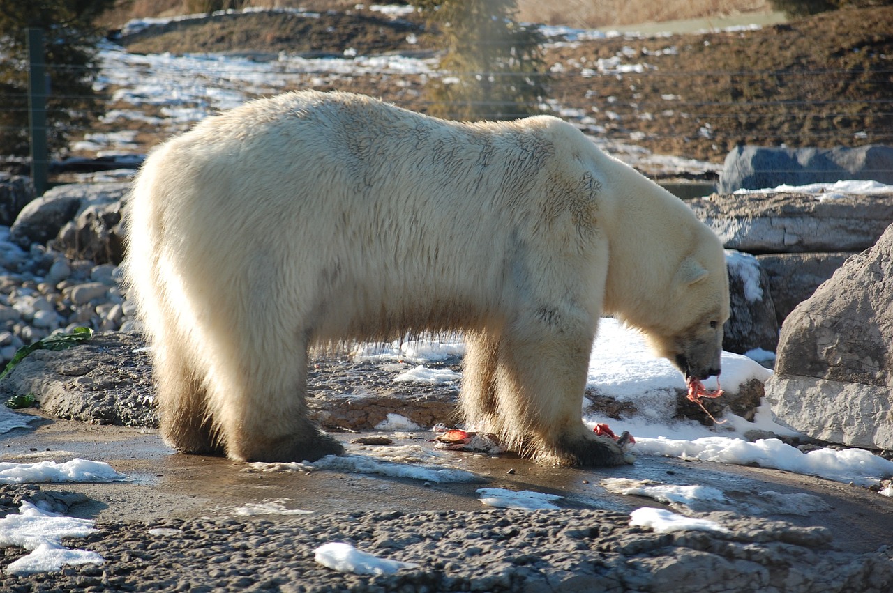 Baltoji Meška,  Balta,  Valgymas,  Skerdenos,  Turėti,  Polar,  Gyvūnas,  Žinduolis,  Laukinė Gamta,  Arktinė