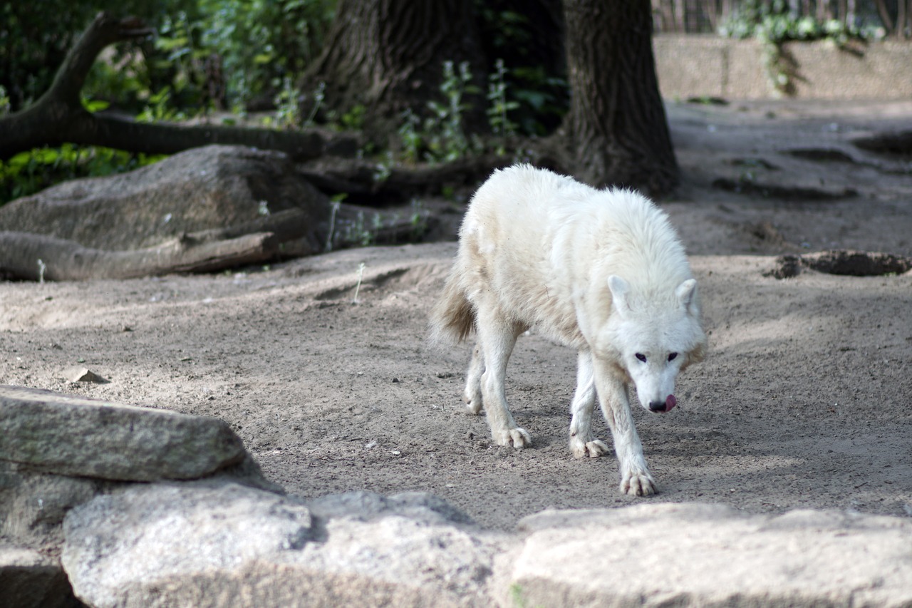 Polarwolf, Vilkas Baltas, Miškas, Baltas Kailis, Mėsėdžiai, Laukinis Gyvūnas, Zoologijos Sodas, Medžiotojas, Pavojingas, Dykuma