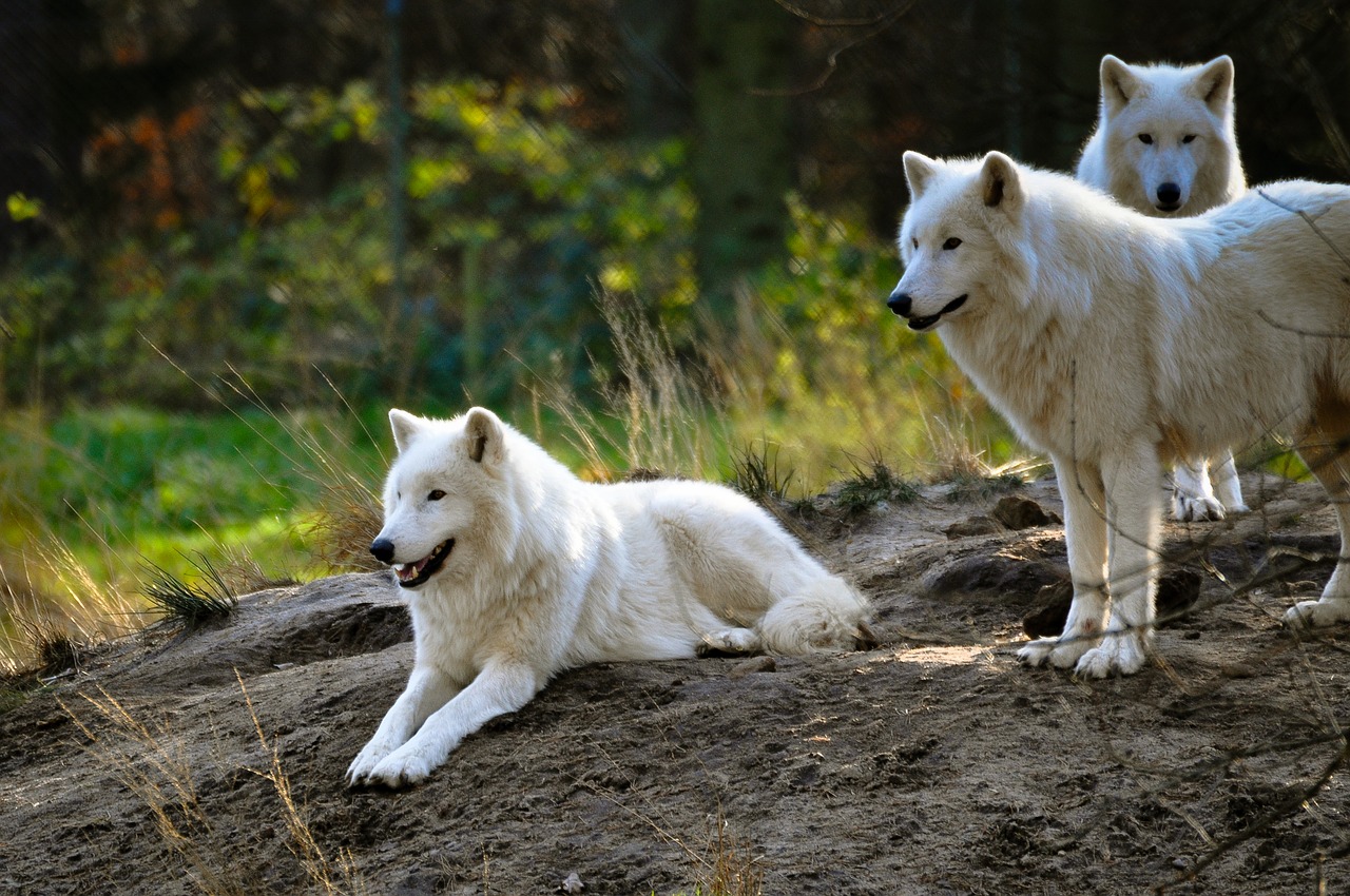 Polarwolf, Vilkas, Zoologijos Sodas, Dykuma, Baltas Kailis, Pavojingas, Laukinis Gyvūnas, Nemokamos Nuotraukos,  Nemokama Licenzija