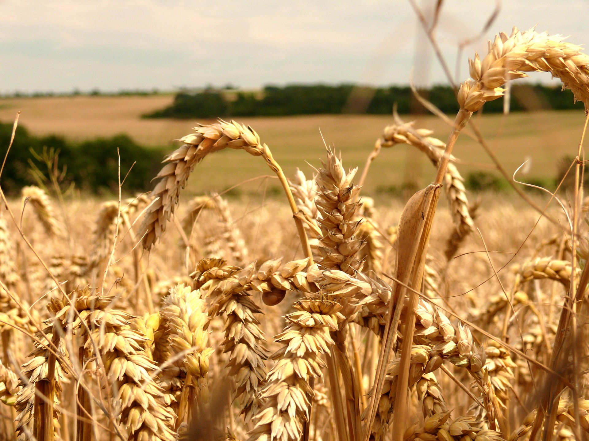 Производство злаковых. Селекция пшеницы. Многолетняя пшеница. Пшеница растет. Зерновые в мире.
